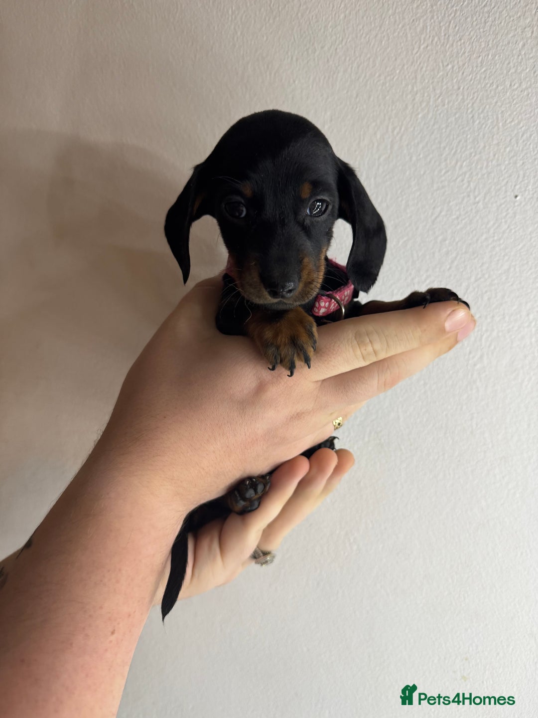 Miniature Dachshund dogs for sale: Miniature dachshunds for sale  - Image 3