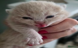 British Shorthair cats for sale: Excellent Quality BSH kittens for Reservation - Image 19