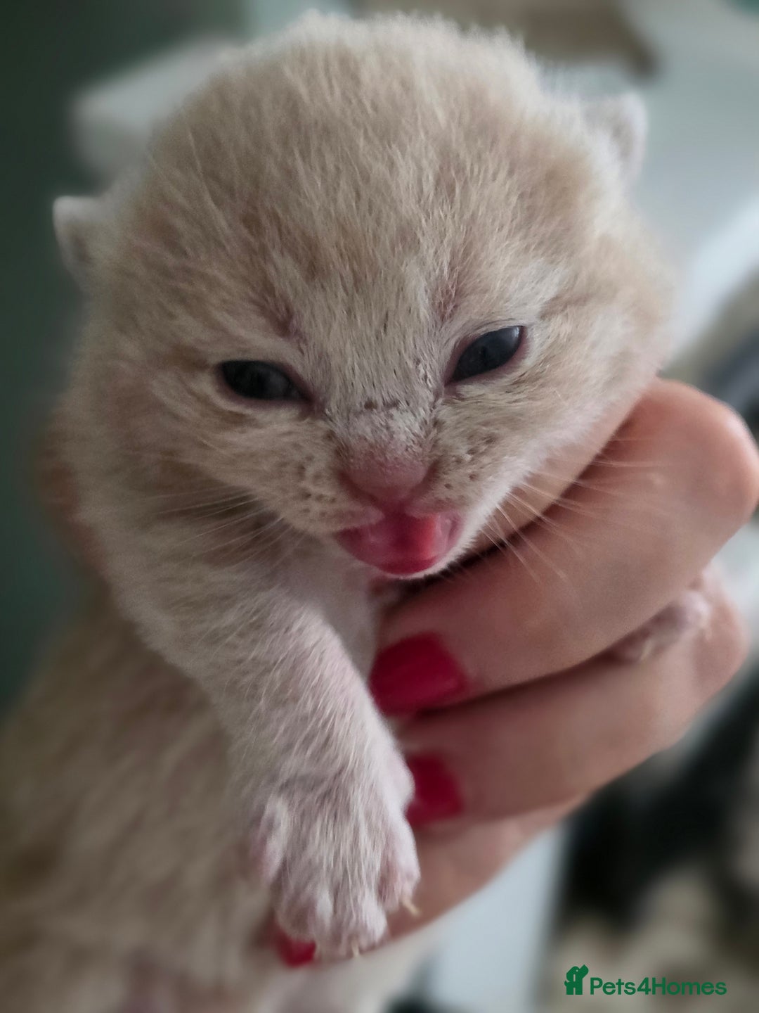 British Shorthair cats for sale: Excellent Quality BSH kittens for Reservation - Image 19
