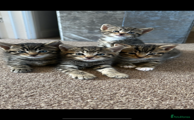 Domestic Shorthair cats - Advert 4