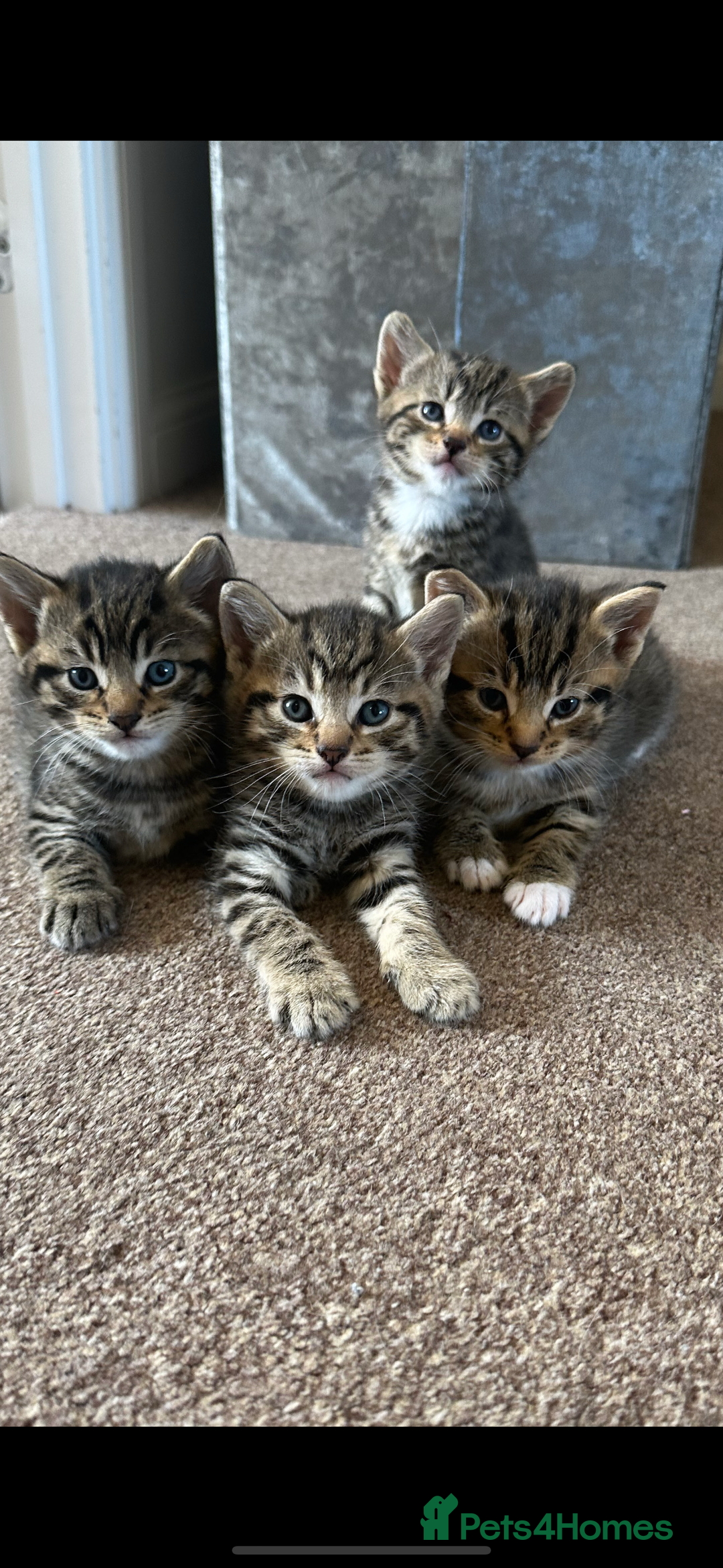 Domestic Shorthair cats for sale: 🐾 Beautiful Kittens Looking for Loving Homes 🐾 - Image 1