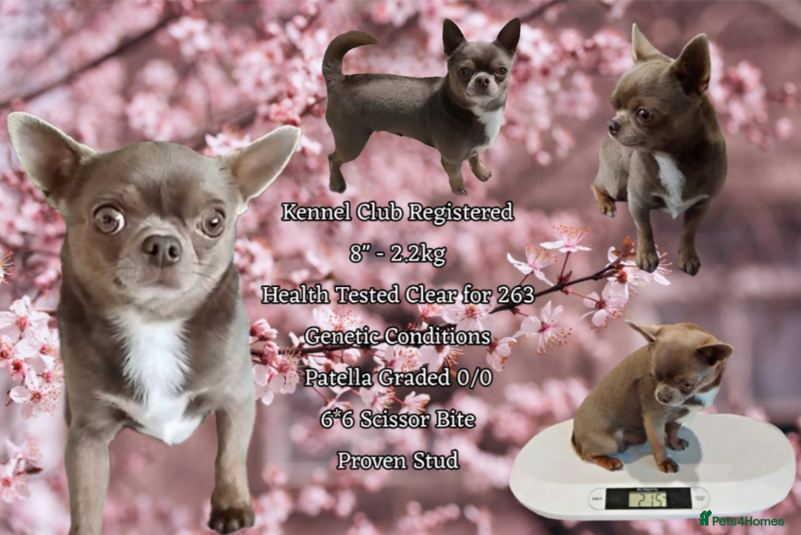 Chihuahua dogs KC reg-Health tested-PROVEN  - Advert 21