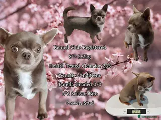 Chihuahua dogs KC reg-Health tested-PROVEN - Advert 4