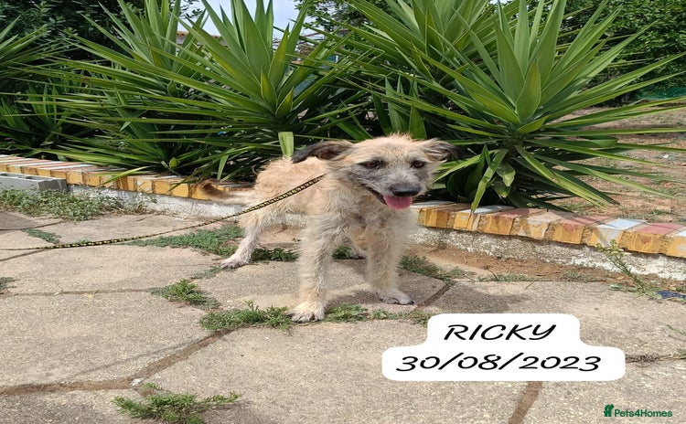 Mixed Breed dogs - Advert 6