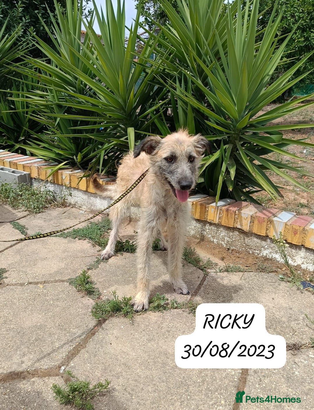 Mixed Breed dogs for adoption: 🆘‼️PLEASE SAVE OUR LIVES! - Image 1