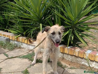 Mixed Breed dogs - Advert 15