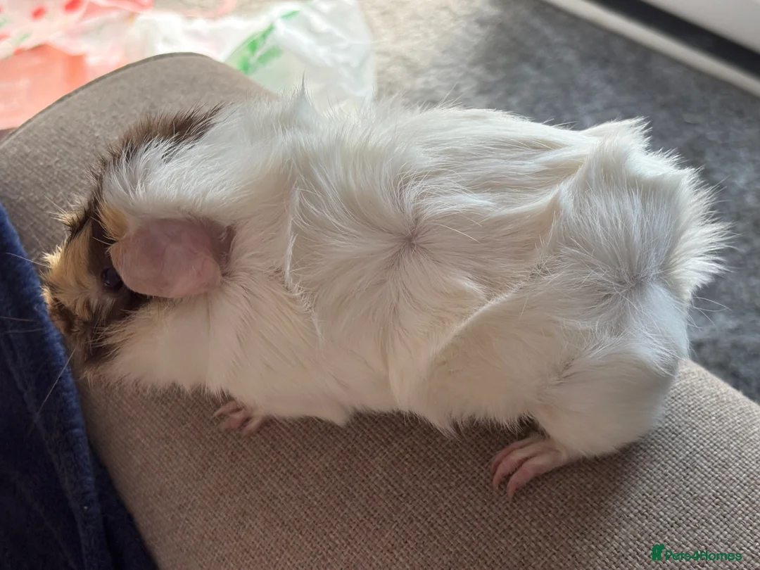 Guinea Pig rodents for sale: Male guinea pig blonde white and brown  in Brentwood - Advert 5