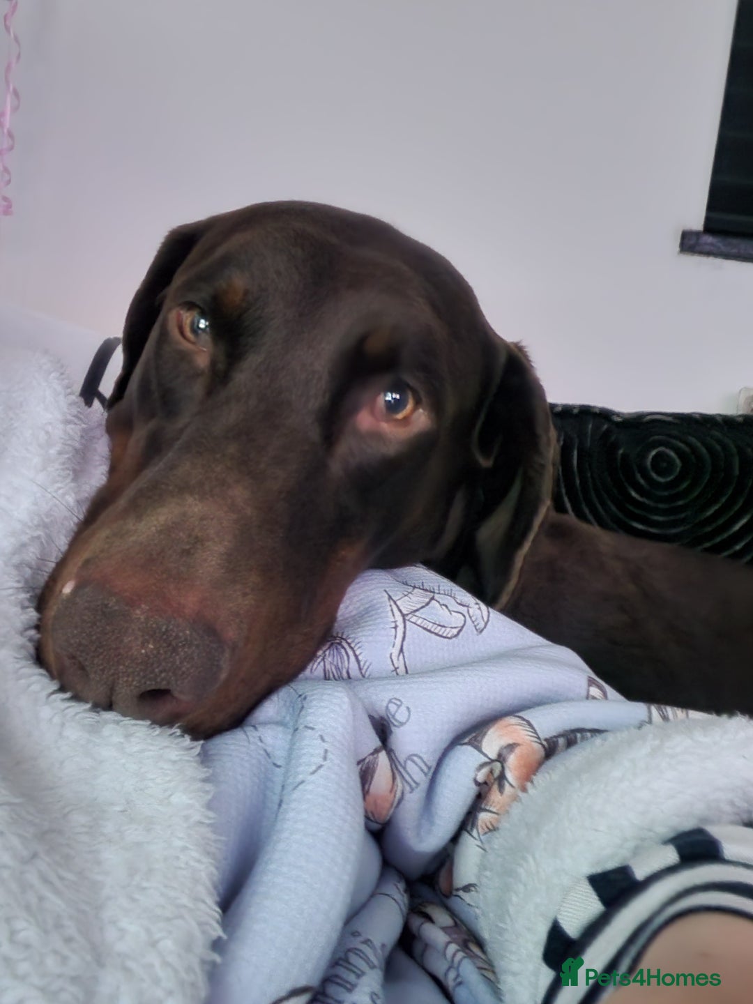 Dobermann dogs for sale: Dobermann  - Advert 2