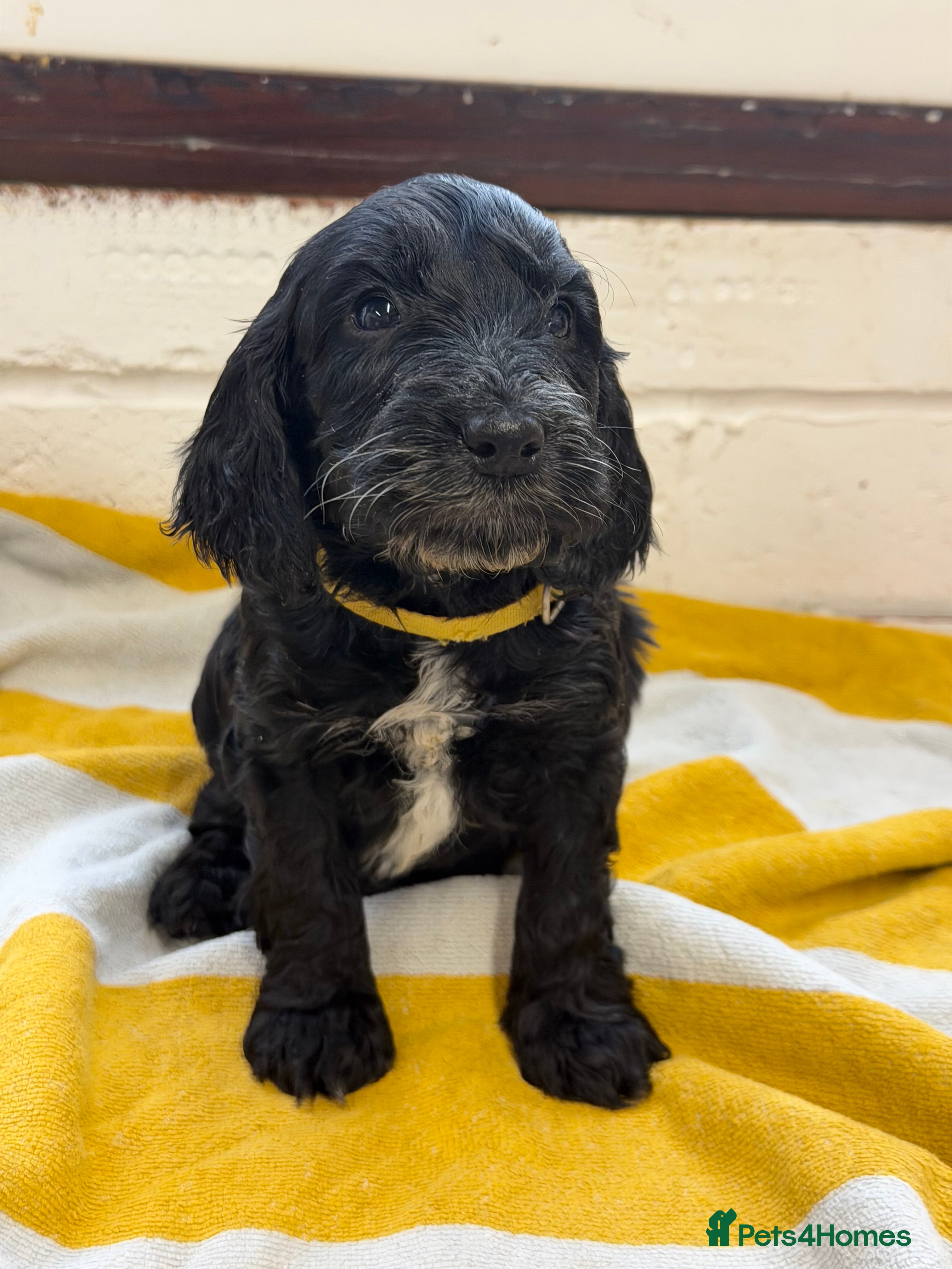 Cockapoo dogs Last F1 cockapoos health tested parents  - Advert 17