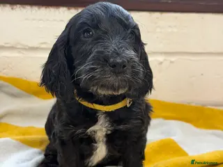 Cockapoo dogs Last F1 cockapoos health tested parents - Advert 17