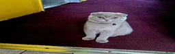 Scottish Fold cats for sale: 4 Beautiful Kittens Ready Soon 🐾 in Worcester - Advert 9