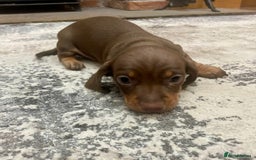 Miniature Dachshund dogs for sale: Stunning small Miniature Daschund’s - Image 9