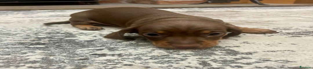 Miniature Dachshund Puppy 2