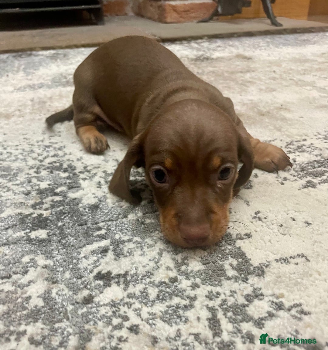 Miniature Dachshund dogs for sale: Stunning small Miniature Daschund’s - Image 9