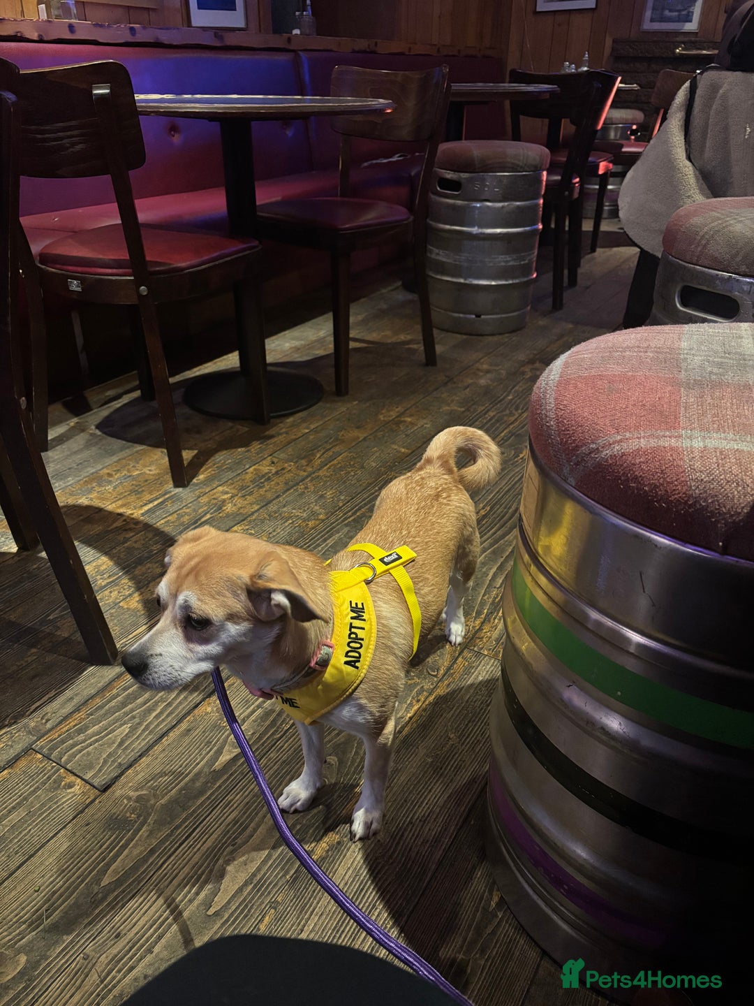 Mixed Breed dogs for adoption: Small friendly girl  - Advert 3