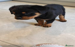 Rottweiler dogs for sale: Gorgeous male Rottweiler puppy Reggie  - Image 12