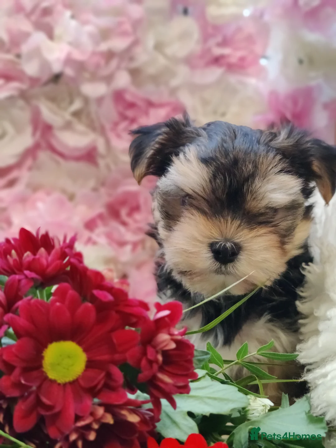 Yorkshire Terrier dogs for stud: Outstanding Yorkshire terrier for STUD only in Hull - Advert 19