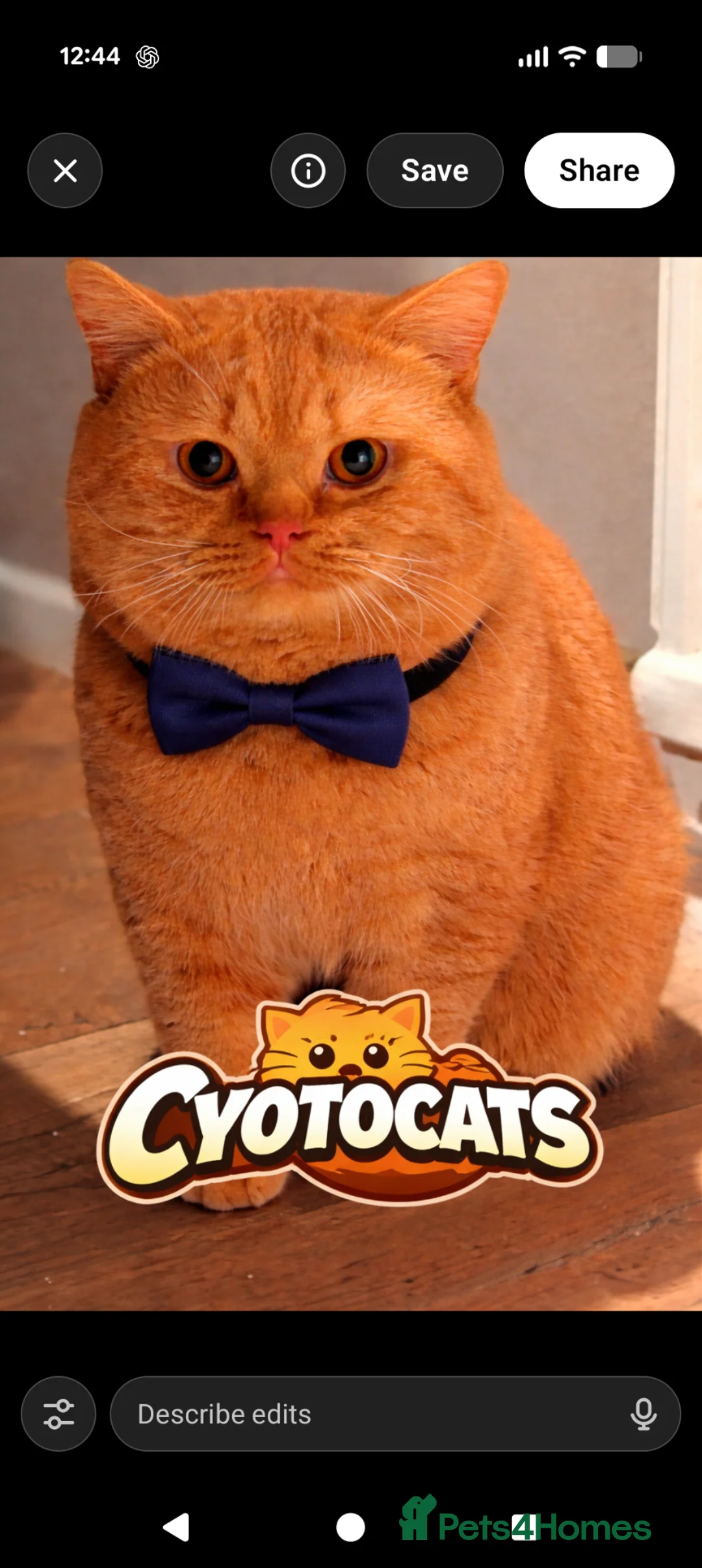 British Shorthair cats for stud: 🐯 European Import Champion Red BSH Boy ,BG-B😺 - Advert 2