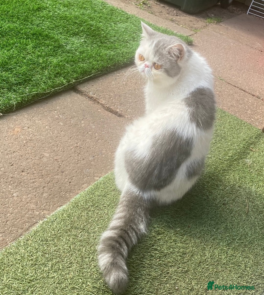 Exotic cats for stud: Stunning White & Grey Exotic Male For Stud  in West Bromwich - Image 3