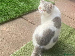 Exotic cats Stunning White & Grey Exotic Male For Stud in West Bromwich - Advert 19