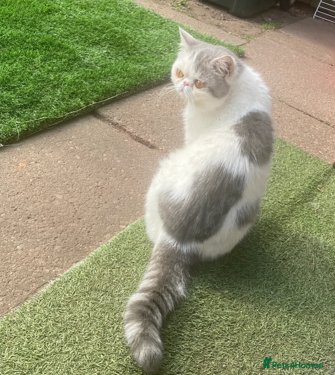 Exotic cats for stud: Stunning White & Grey Exotic Male For Stud  in West Bromwich - Advert 1