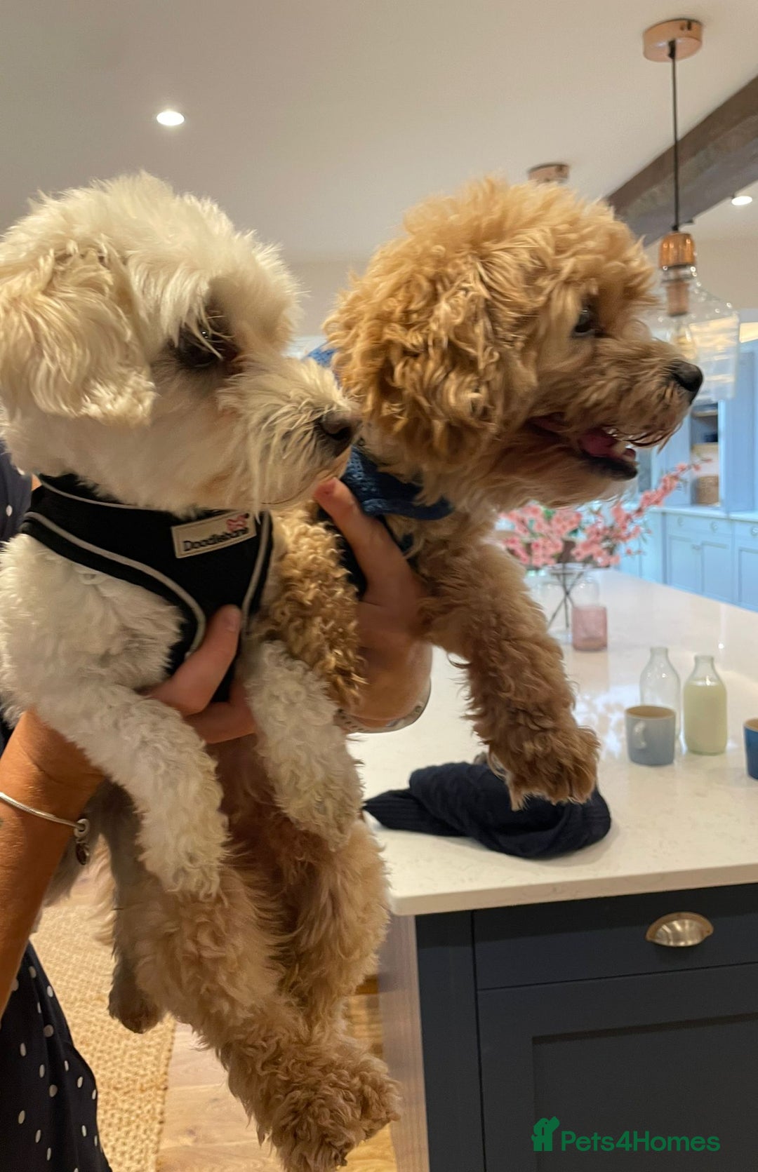 Maltipoo dogs for sale: BEST IN CLASS - F2 MALTIPOO PUPPIES - Advert 19