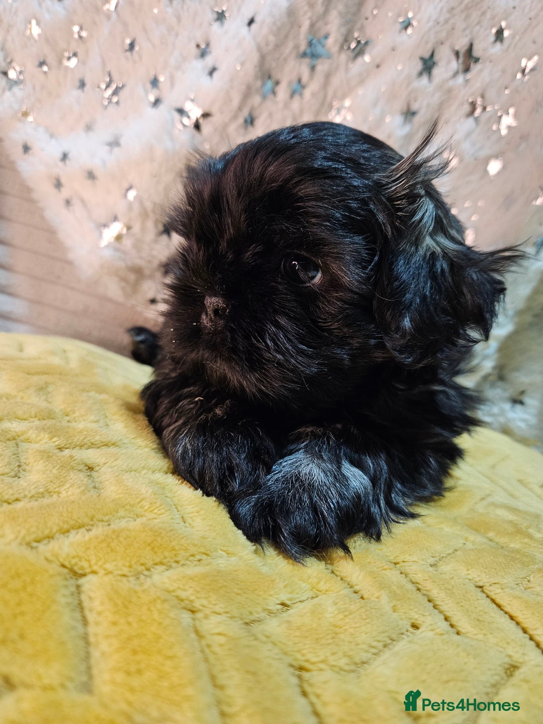 Shih Tzu dogs for sale: Adorable Shih I Puppies For Sale - 3 Boys & 1 Girl - Advert 9