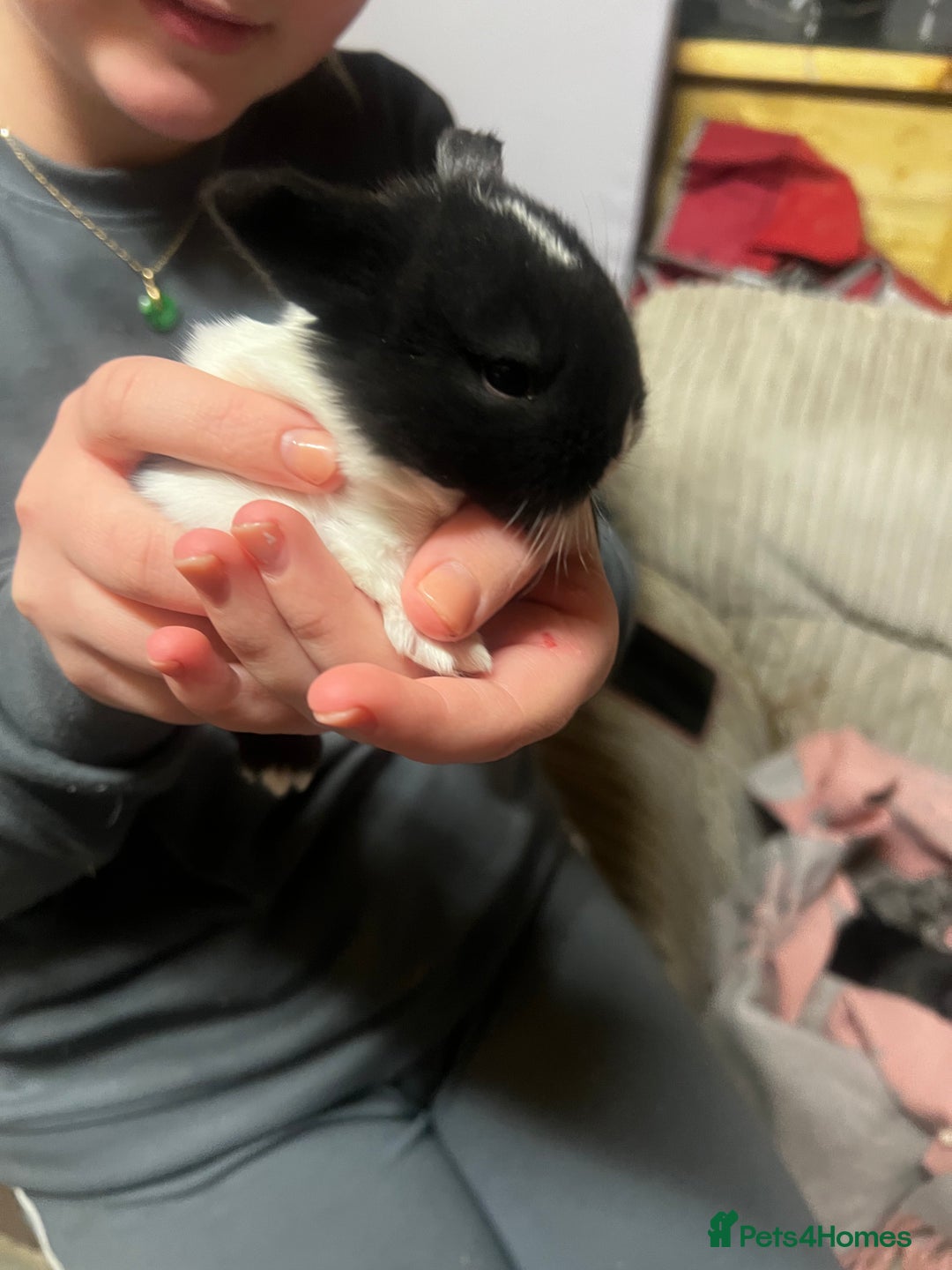 Lionhead rabbits for sale: Bouncing baby bunnies  - Advert 9