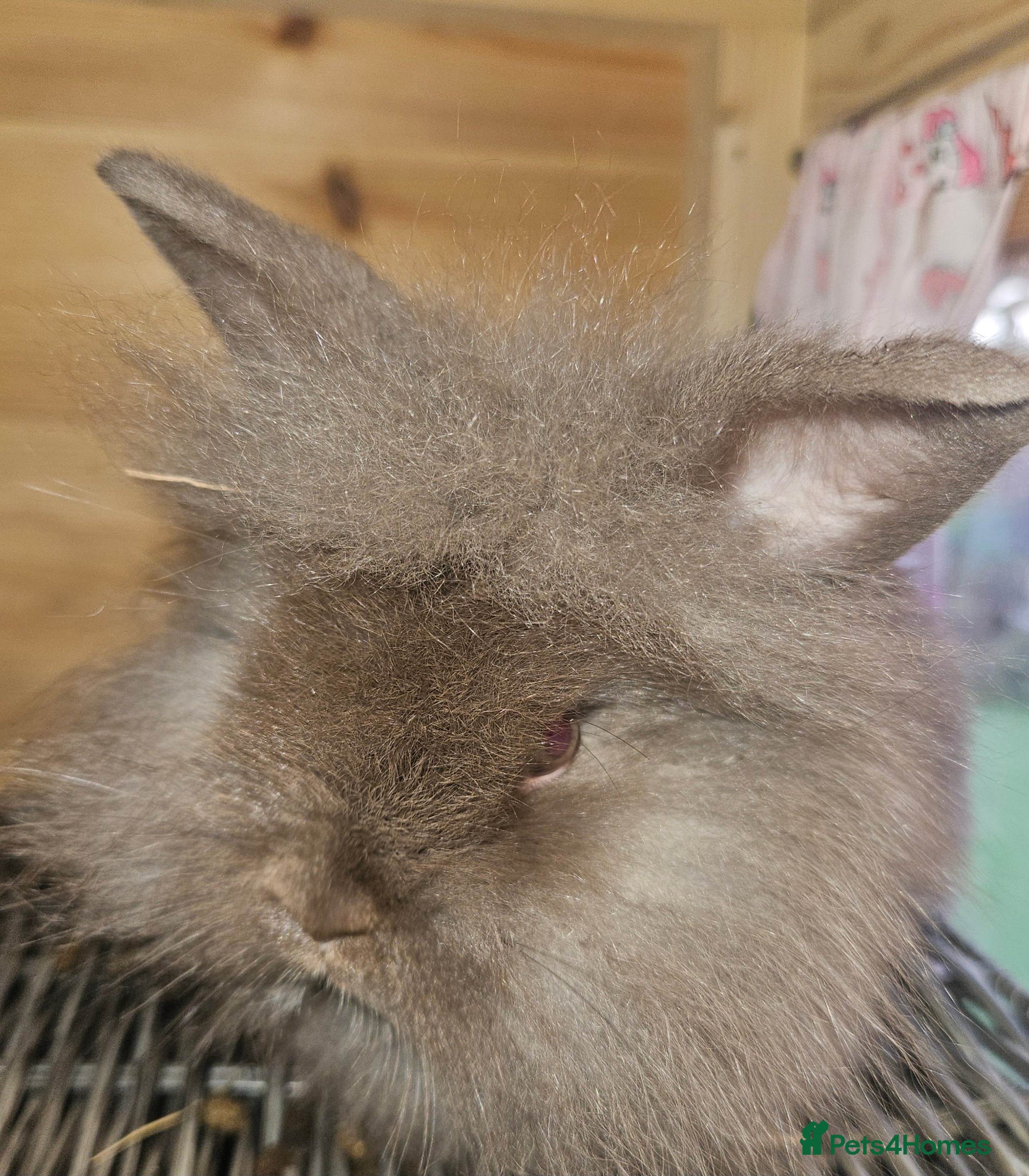 Lionhead rabbits Pure Lion head chocolate   **10 weeks ready **  - Advert 22