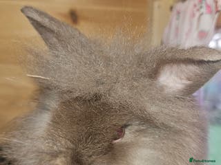 Lionhead rabbits Pure Lion head chocolate **10 weeks ready ** - Advert 22