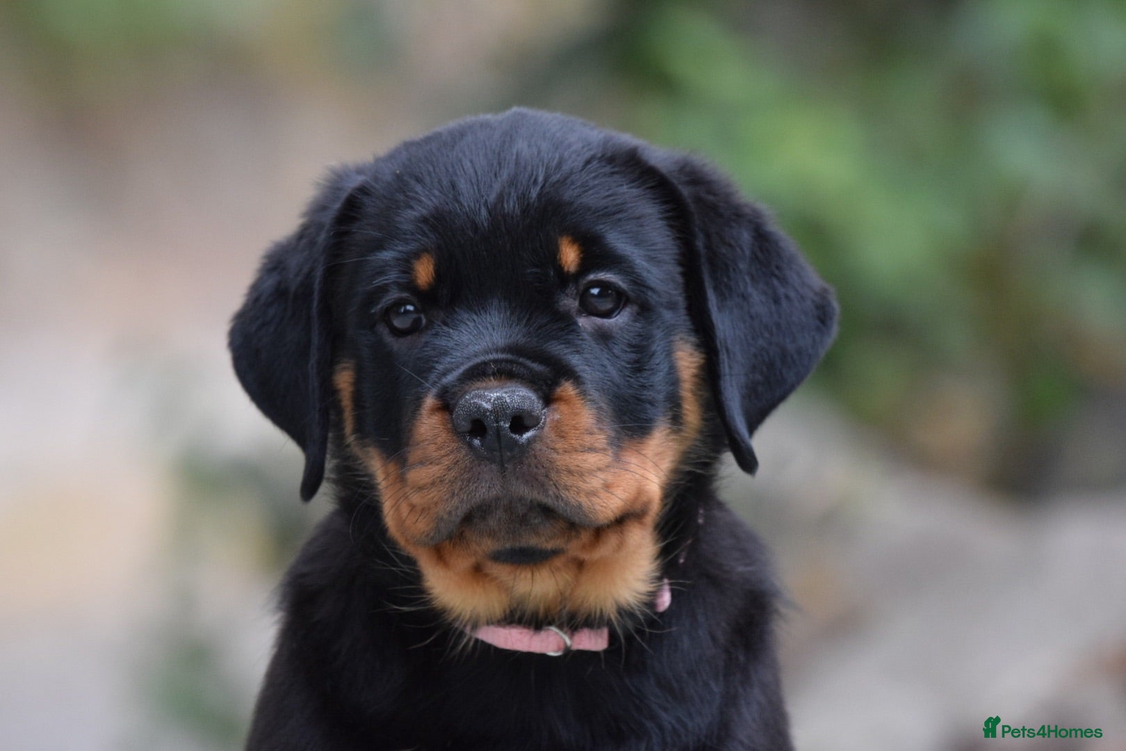 Rottweiler dogs Two Females Available, Stunning Old School Type - Advert 1