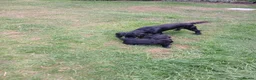 Cocker Spaniel dogs for sale: 1 Male Cocker Spaniel available  in Inverness - Advert 3