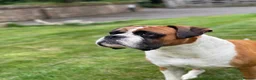 Boxer dogs for stud: Super family pet boxer for stud in Haywards Heath - Advert 9