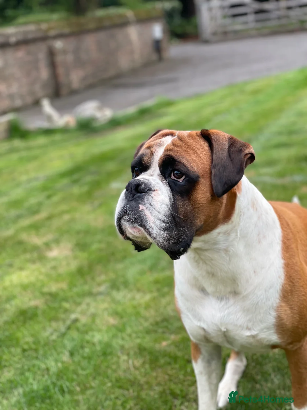 Boxer dogs for stud: Super family pet boxer for stud in Haywards Heath - Advert 9
