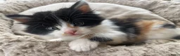 British Longhair cats for sale: Rear longhair male calico cat in Rochester - Advert 3