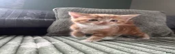 Mixed Breed cats for sale: Henry, the last stunning ginger kitten  - Advert 2