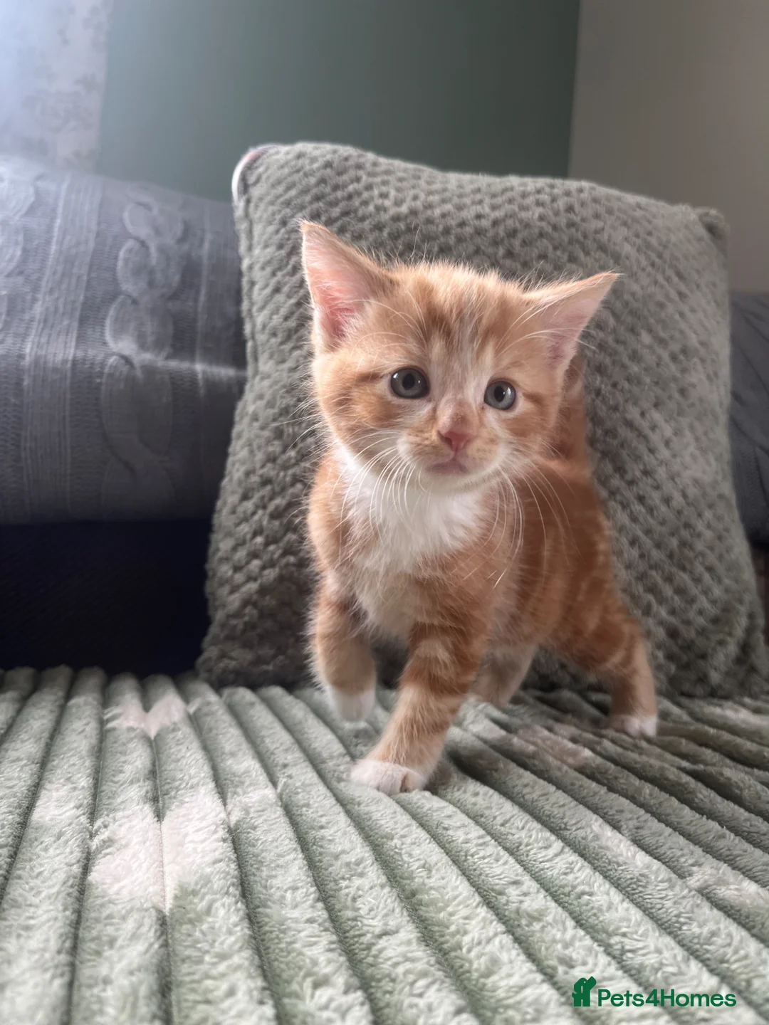 Mixed Breed cats for sale: Henry, the last stunning ginger kitten  - Advert 2