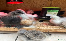 Chickens poultry for sale: Silkies - ducklings - Drakes - Advert 23