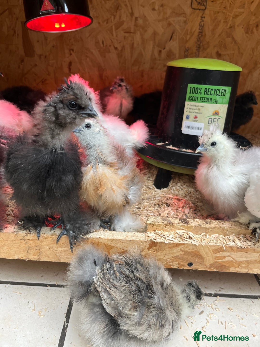 Chickens poultry for sale: Silkies - ducklings - Drakes - Advert 23