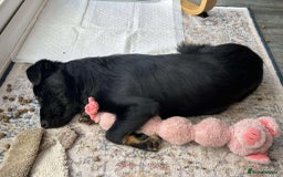 Mixed Breed dogs for adoption: TUX Small body BIG personality - Image 6