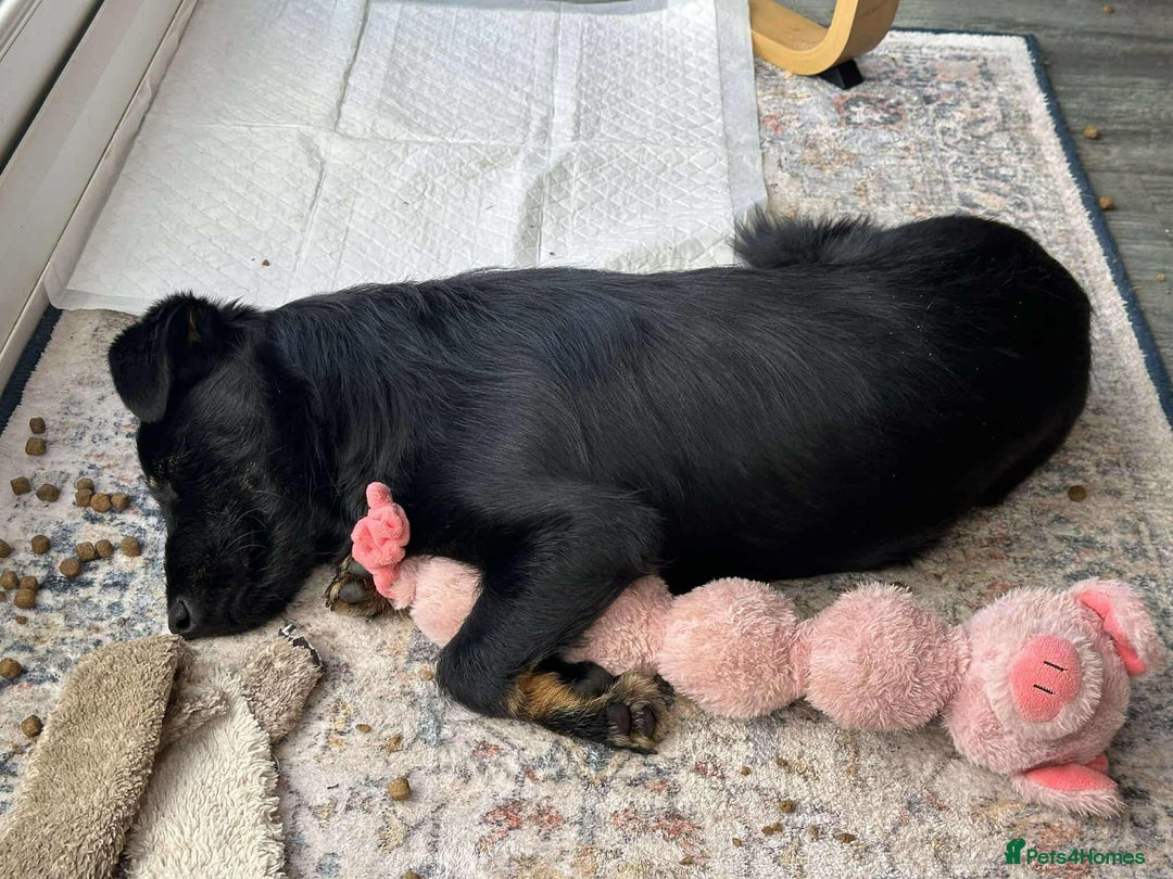 Mixed Breed dogs for adoption: TUX Small body BIG personality - Image 6