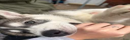 Utonagan dogs for sale: READY TO LEAVE. 3 stunning husky/malamute puppies - Advert 9