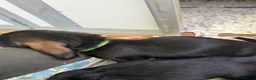 Dachshund dogs for sale: Wired Hair Dachshund Teckle Puppies - Advert 23