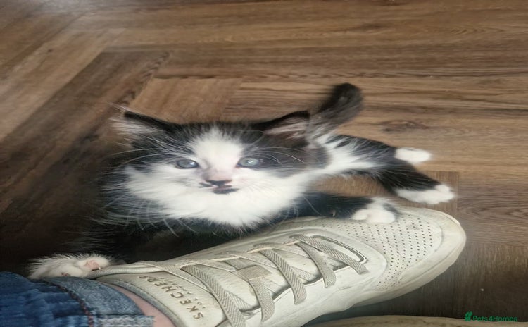Mixed Breed cats - Advert 14