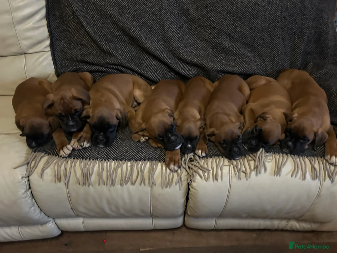 Boxer dogs for sale: KC Registered Boxer Puppies - Advert 3