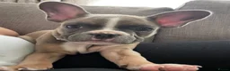 French Bulldog dogs for sale: French Bulldog 4 years old - Advert 14