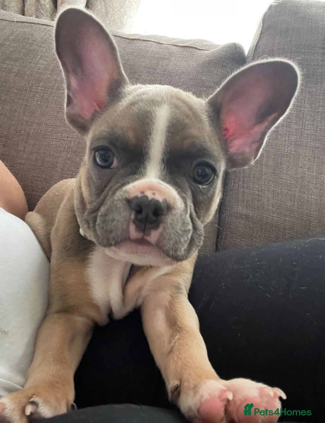 French Bulldog dogs for sale: French Bulldog 4 years old - Advert 14