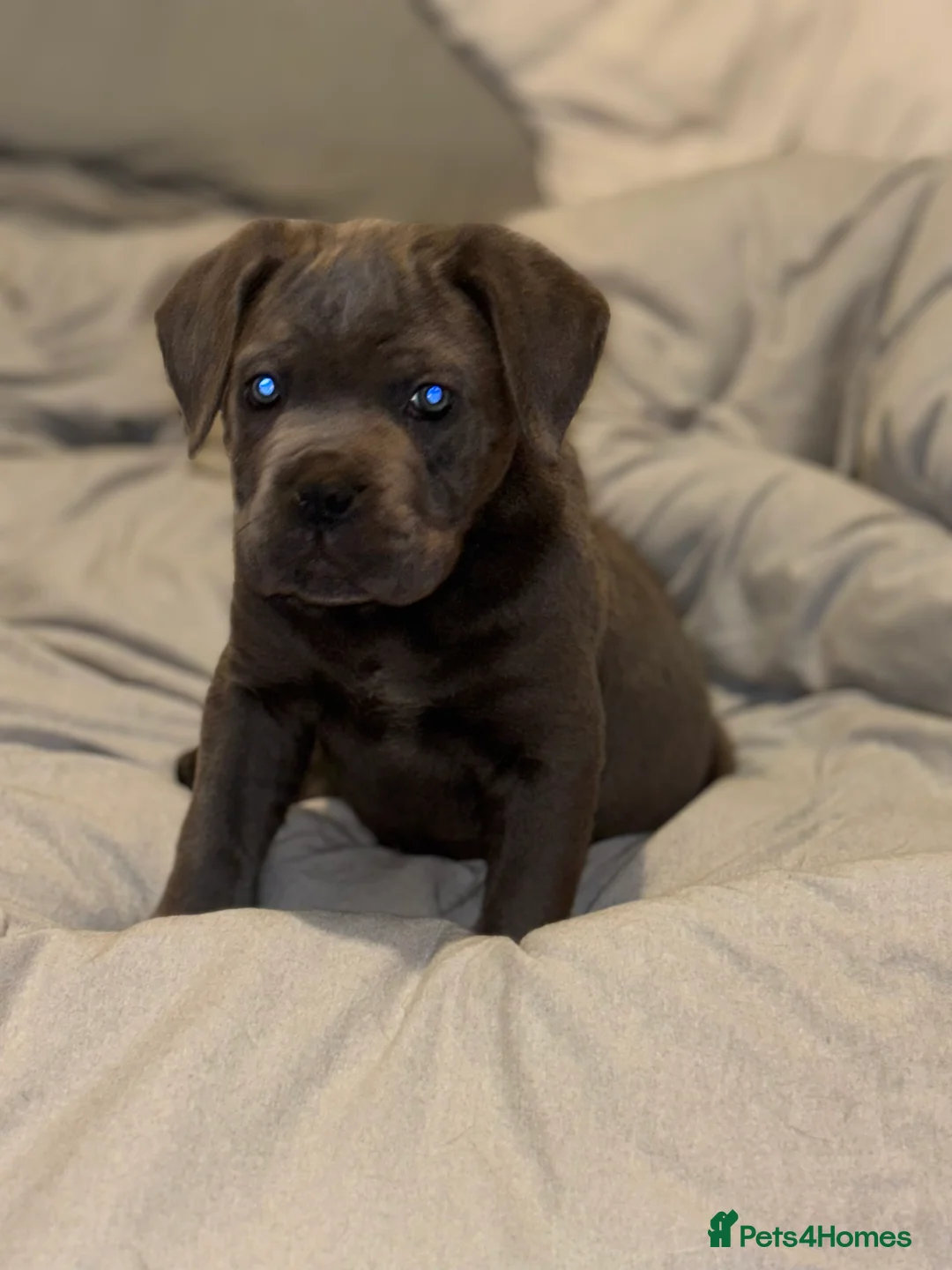 Cane Corso dogs for sale: One Blue Boy Cane Corso puppy 🐶💙 - Advert 2