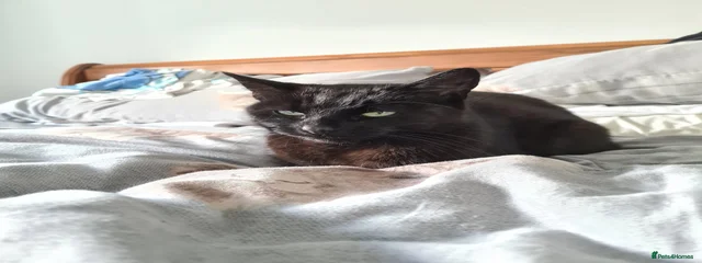Taz