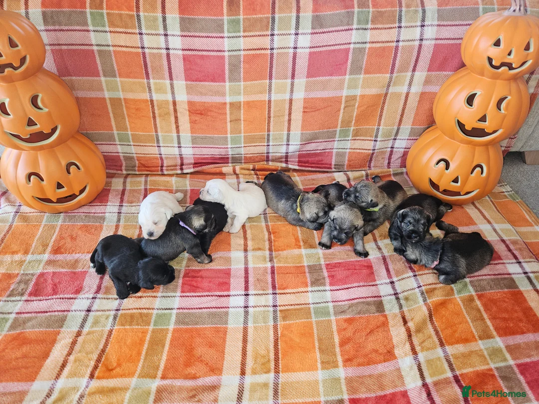Miniature Schnauzer dogs for stud: PROVEN KC Miniature schnauzer stud  in Edinburgh - Advert 10